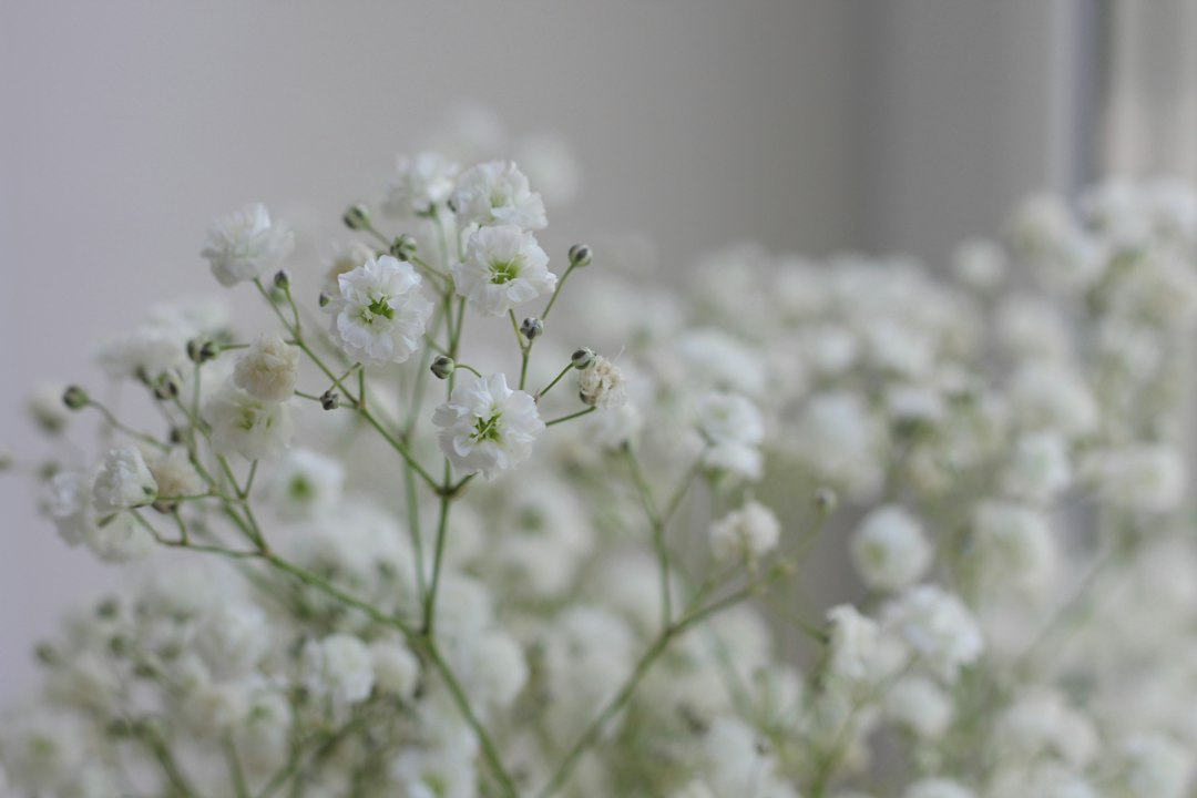 白い小花が繊細に咲くかすみ草